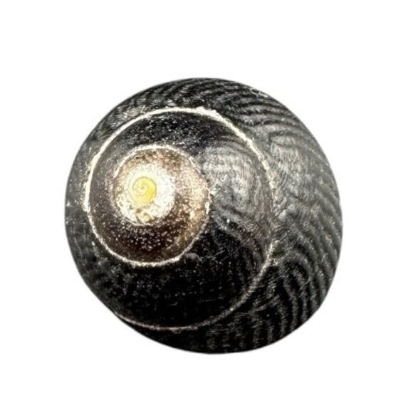 Natural Seashell Gastropod Striated Scale Pattern .75 Inch Harvested 1980s - Picture 1 of 3